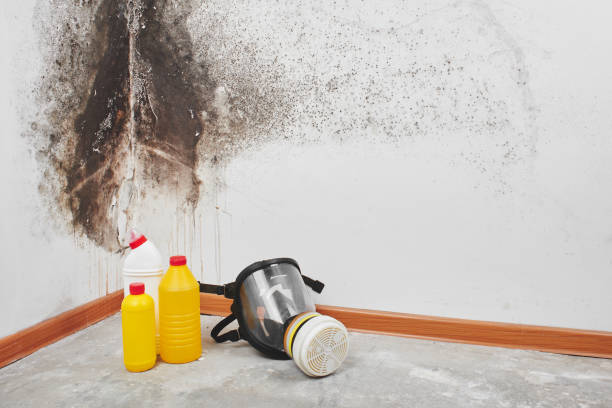 Best Residential Mold Remediation in El Paso De Robles, CA