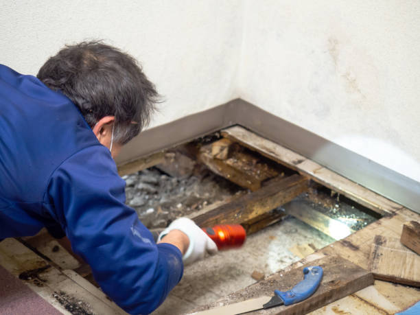 Best Mold Testing and Inspection Services in El Paso De Robles, CA