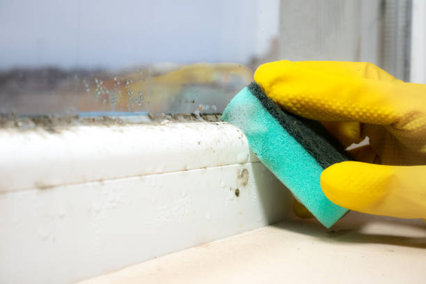 Best Commercial Mold Remediation in El Paso De Robles, CA
