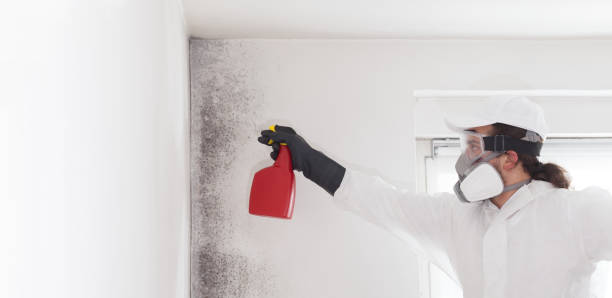Best Attic Mold Remediation in El Paso De Robles, CA