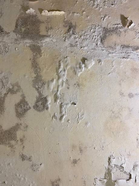 Best Emergency Mold Remediation in El Paso De Robles, CA