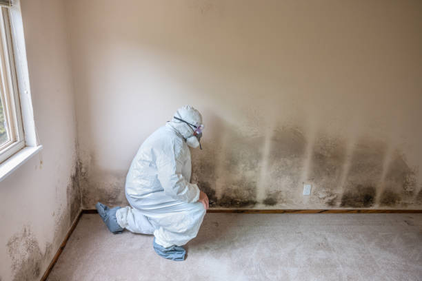 Best Preventive Mold Services in El Paso De Robles, CA