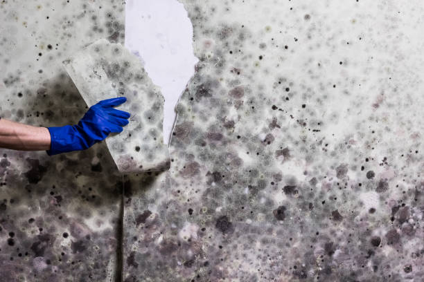 Best Post-Flood Mold Remediation in El Paso De Robles, CA