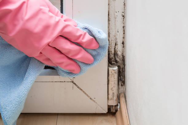 Best Post-Flood Mold Remediation in El Paso De Robles, CA